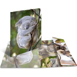 Herma Teczka A4 Glossy Koala 6415569 4008705193238