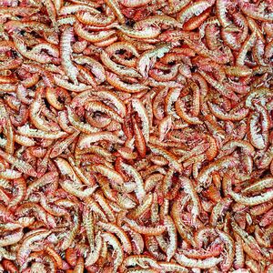 Tropical GAMMARUS PUSZKA 1000ml