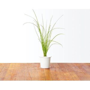 Click And Grow Kapsułki z nasionami Smart Soil Szczypiorek 3pak