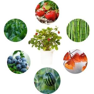 Click And Grow Click&Grow Kapsułki z nasionami Smart Soil Eksperymentalny 3pak