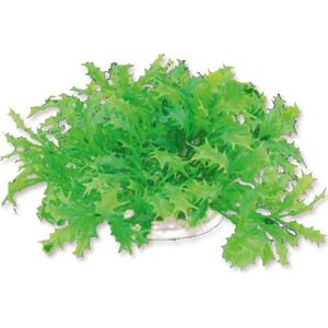Happet HAPPET ROŚLINA FOLIA 10CM / 1F22