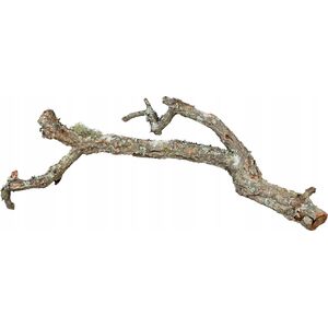 Terra Natura Gałąź dębu korkowego, 60 cm, XL