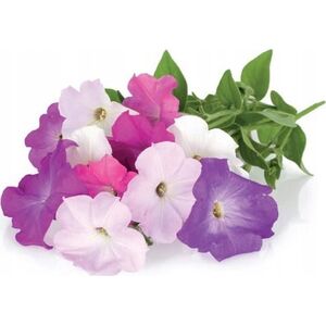 Click And Grow Click & Grow Smart Garden refill Petunia 3pcs