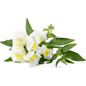 Click And Grow Click & Grow Smart Refill White Snapdragon 3 τεμ 13927273 4742793001746
