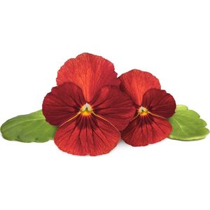 Click And Grow Click & Grow Smart Garden Refill Red Pansy 3 τεμ 13927265 4742793001487