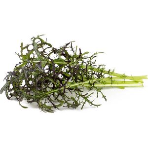 Click And Grow Click & Grow Smart Garden ανταλλακτικό Red Frill Mustard 3 τεμ 13927271 4742793001722