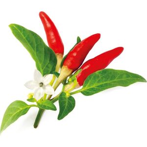 Click And Grow Click & Grow Smart Garden αναπλήρωση Red Hot Chili Pepper 3 τεμ 13927304 4742793008943