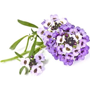 Click And Grow Click & Grow Smart Garden ανταλλακτικό Sweet Alyssum 3 τεμ 13927308 4742793007519