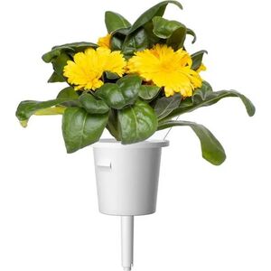 Click And Grow Click & Grow Smart Refill Marigold 3 τεμ 13927287 4742793003160