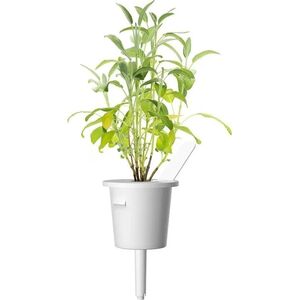 Click And Grow Click & Grow Smart Garden ανταλλακτικό Sage 3 τεμ 13927292 4742793007328