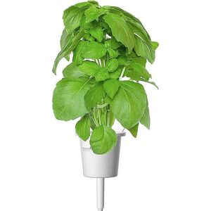 Click And Grow Click & Grow Smart Garden αναπλήρωση Βασιλικού Μασσαλίας 3 τεμ 13927294 4742793003986