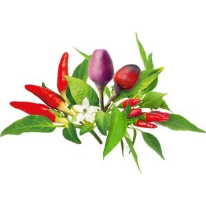 Click And Grow Click & Grow Plant Pod Μίγμα πιπεριών τσίλι 9 τεμ 13927280 4742793002521