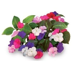 Click And Grow Click & Grow Smart Garden ανταλλακτικό Busy Lizzie 3 τεμ 13927300 4742793007274