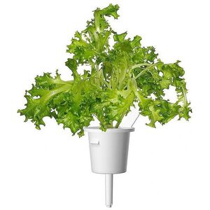 Click And Grow Click & Grow Smart Refill Μαρούλι Oakleaf 3 τεμ 13927277 4742793003221