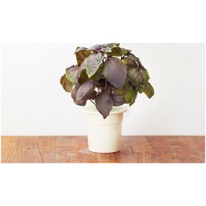 Click And Grow Click & Grow Smart Garden refill Red Basil 3 τεμ 13927301 4742793007427