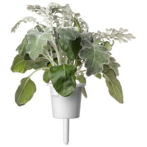 Click And Grow Click & Grow Smart Refill Dusty Miller 3 τεμ 13927281 4742793002774