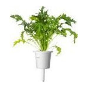 Click And Grow Click & Grow Smart Refill Mizuna 3τμχ 13927279 4742793003658