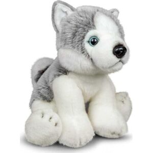 Pluszowy Husky