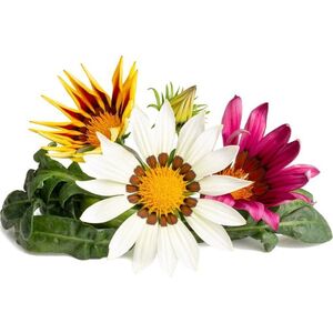 Click And Grow Click & Grow Smart Refill Gasania 3pcs