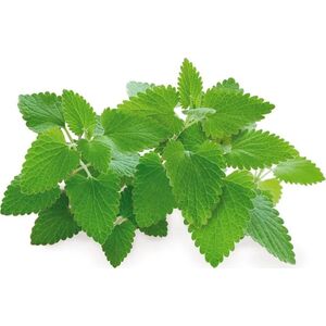 Click And Grow Click & Grow Smart Garden refill Catnip 3pcs