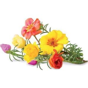 Click And Grow Click & Grow Smart Garden refill Moss Rose 3pcs