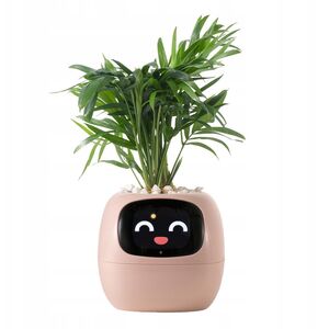 PlantsIO Κισσός Ροζ