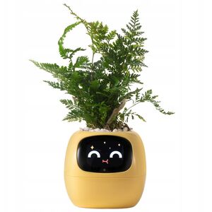 PlantsIO Κισσός Κίτρινη