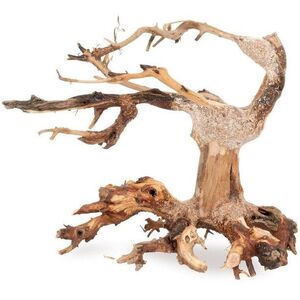 Ton�ce drzewo Bonsai nr nr 24 20x15
