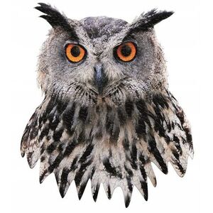 I Am Owl 300 pcs Puzzle