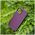 Satin case for Samsung Galaxy S22 burgundy 5900495029065