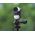 SunnyLife Ramka Obudowa Frame Mount Uchwyt Mocowanie Do Insta360 Insta 360 Go 3 / Go 3s / Zj843