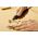 Wolfcraft Wałek giętki 130mm z uchwytem wiertarskim 5-60mm (2230000) 3183842 4006885223004