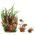 Zolux Dekoracja roślinna PlantKit Wiha model 3 (352142) 4961154 3336023521428