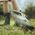 Fiskars Grabie do trawnika Xact L 49 cm 1027037 6275061 6411501350824
