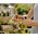 Gardena  Prysznic ogrodowy do podlewania roślin grey/orange 6801650 4078500044608