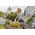 Gardena  Prysznic ogrodowy do podlewania roślin grey/orange 6801650 4078500044608