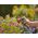 Gardena  Prysznic ogrodowy do podlewania roślin grey/orange 6801650 4078500044608