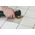 Wolfcraft Wycinak / tarnik 65 x 88 mm Wolfcraft PRO - multiszlifierki 7416730 4006885395404