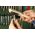 Wolfcraft SZCZOTKA RĘCZNA 3-RZĘDOWA 200 MM WOLFCRAFT - DRUT MOSIĘŻNY WF2725000 WOLFCRAFT 8345456 4006885272507