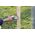 Wolfcraft Zszywacz ręczny Wolfcraft Tacocraft M 10, typ 053, 4-10 mm 11246029 4006885708006