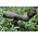 Luneta Luneta Dorr Kauz 12-36x60 & statyw 11620168 4000461097867