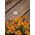 Paulmann Oprawa gruntowa House IP65 3.000K 2W Stal nierdzewna 230V kwadratowa 11757782 4000870943649