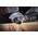 Wolfcraft Tarnik/ zdzierak Wolfcraft, cylindr. o31,5mm do szlif. kąt.. 11901210 4006885438507