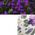 Ringke Ringke Fusion Design pancerne etui pokrowiec z żelową ramką iPhone 14 Plus przezroczysty (Purple rose) (FD637E29) 12291715 8809881265605