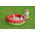 Bestway Bestway 51145 Basenik dmuchany Truskawka 1.68m x 38cm 12529593 6941607332078