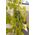 Wolfcraft Ścisk sprężynowy Wolfcraft FZH / 50 mm 12615275 4006885345805