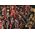 Clementoni Puzzle 1000 elementów Compact Marvel The Avengers 13213437 8005125398577