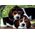 Clementoni Clementoni Puzzle 500el Compact Close together 35536 13276722 8005125355365