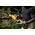 Piła łańcuchowa Dewalt DEWALT PILARKA ŁAŃCUCHOWA 18V DCMPS520P1 20cm 1x5,0Ah 13304901 5035048821411
