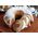 KingHoff TORTOWNICA 24CM FORMA Z WKŁADEM DO PIECZENIA BABKI KINGHOFF KH-1778 13439807 5908287217782
